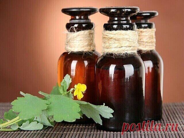 У чистотела есть одна очень интересная особенность. Он сразу отыскивает корень болезни. Если сок или порошок поместить на биологически активную точку, то наблюдается мгновенная трансформация, перенос его к источнику болезни.
У нас чистотел нередко называют русским женьшенем. Применять его можно в виде сока, отвара, настойки, экстракта. О целебных свойствах чистотела люди знают с древнейших времен.
Для лечения глазных болезней нужно варить сок чистотела с медом в соотношени...