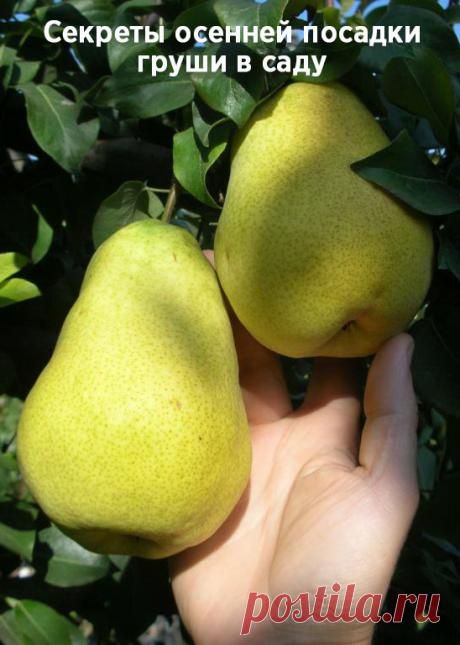 Секреты осенней посадки груши в саду