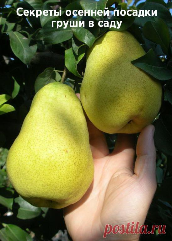 Секреты осенней посадки груши в саду