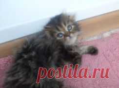 Продажа  помет хайленд фолдов от 23.03.2014Г.