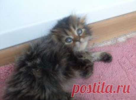 Продажа  помет хайленд фолдов от 23.03.2014Г.