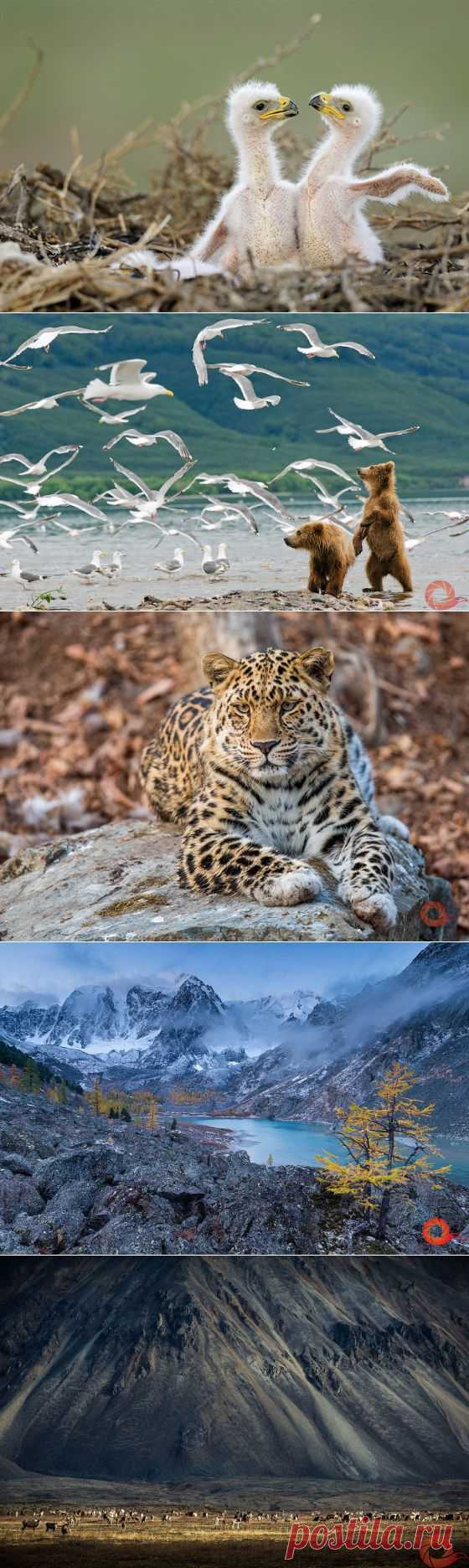 Лучшие фото с выставки «Первозданная Россия» - Наука и жизнь