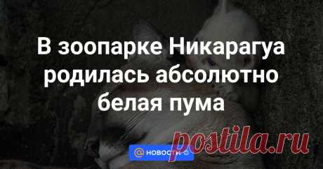 В зоопарке Никарагуа родилась абсолютно белая пума Через несколько месяцев посетители смогут увидеть ее своими глазами.