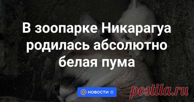 В зоопарке Никарагуа родилась абсолютно белая пума Через несколько месяцев посетители смогут увидеть ее своими глазами.
