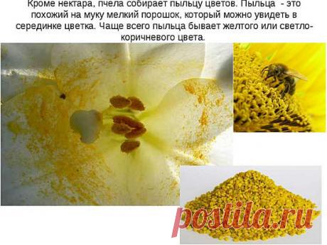 Лечение пыльцой, полезный свойства, как принимать пыльцу