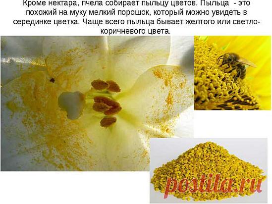 Лечение пыльцой, полезный свойства, как принимать пыльцу