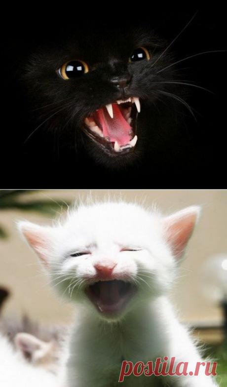 Кот Мазай (весёлое чтение для беззаветных кошколюбцев)