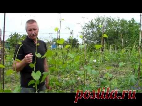 ▶ Виноград Прищипка побегов - YouTube