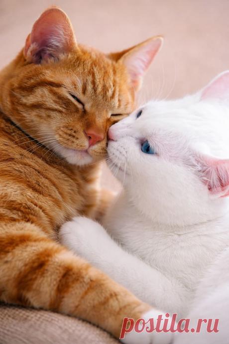 Зефирка с Шоколадом