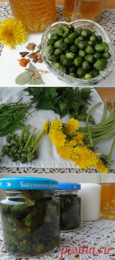 РУССКИЕ КАПЕРСЫ ИЗ... БУТОНОВ ОДУВАНЧИКА
