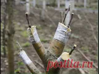 Как привить яблоню : советы для начинающих.