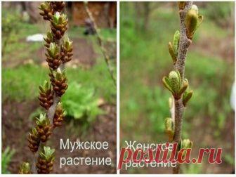 Облепиха: «мальчиков» от «девочек» можно отличить по почкам Облепиха плохо плодоносит? Скорее всего, вам придется искать пару (мужское растение) для растения, которая будет опылять близлежащие женские кусты. Селекционеры даже вывели специальные мужские сорта облепихи, которые не плодоносят, но так опыляют соседние женские кусты, что от урожая гнутся ветви...