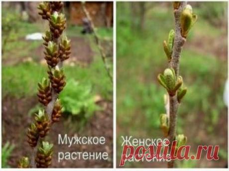 Облепиха: «мальчиков» от «девочек» можно отличить по почкам Облепиха плохо плодоносит? Скорее всего, вам придется искать пару (мужское растение) для растения, которая будет опылять близлежащие женские кусты. Селекционеры даже вывели специальные мужские сорта облепихи, которые не плодоносят, но так опыляют соседние женские кусты, что от урожая гнутся ветви...