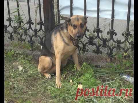 Теперь мы лучшие друзья, Дружок теперь моя семья ... | Все о наших питомцах