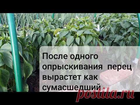 Рассада перца не растёт и желтеет  пора ей помочь. Чем подкормить перец для быстрого роста.часть 2