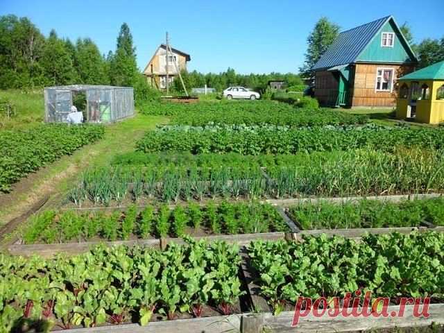 ПАМЯТКА  ОГОРОДНИКА