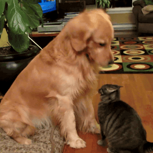 Популярное – Google+