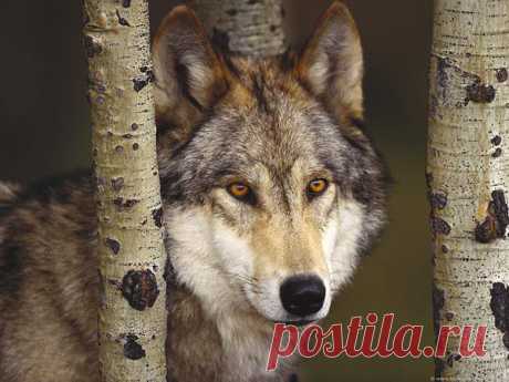 Статусы, цитаты, крылатые фразы