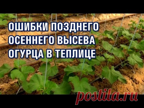 Ошибки позднего осеннего высева огурца в теплице