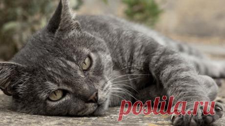 Советы для владельцев кошек