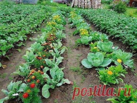 Татьяна Карпова - Алма-Ата, Казахстан, 54 года на Мой Мир@Mail.ru