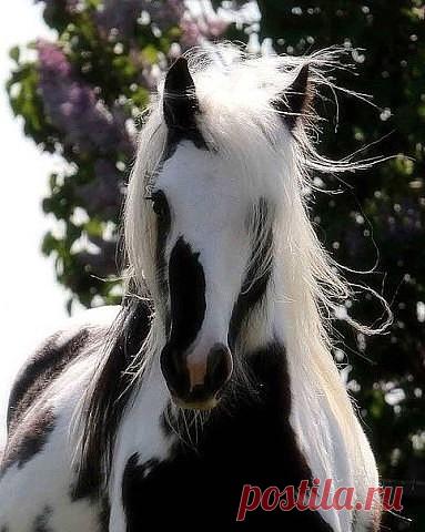 Одноклассники