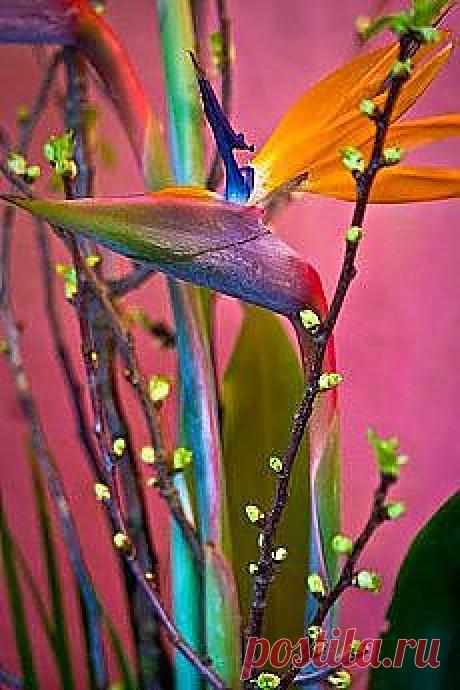 флористика