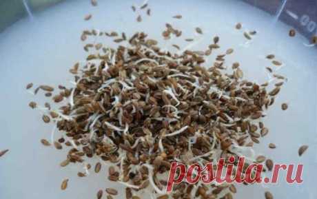 СЕЕМ МОРКОВЬ В КИСЕЛЕ!
Некоторые огородники смешивают семена моркови с песком и высеивают. А есть народный способ посадки в киселе.
1. Варим из крахмала жидкий кисель, на стакан остывшего киселя берем одну чайную ложку семян моркови, размешиваем и выливаем в заварной чайник.
2. Делаем в земле бороздку, проливаем её теплой водой, а затем выливаем в бороздку кисель с семенами из чайника.
3. Все семена ложатся отдельно друг от друга, остаётся засыпать их землёй.
4. Всходят они прекрасно, потом нужн