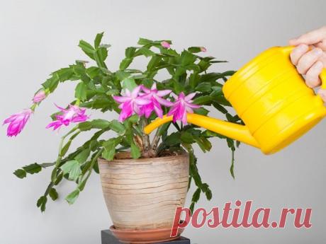 Янтарная кислота для подкормки растений