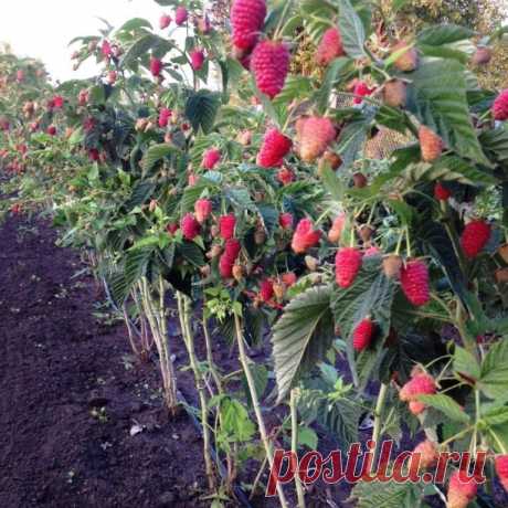 Почему у ремонтантной малины надо вырезать всю надземную часть В последнее время все чаще садоводы отдают предпочтение ремонтантным сортам малины. Эти сорта способны плодоносить все лето до самых заморозков. А если осенью срезать стебли с зелеными ягодами и поста…