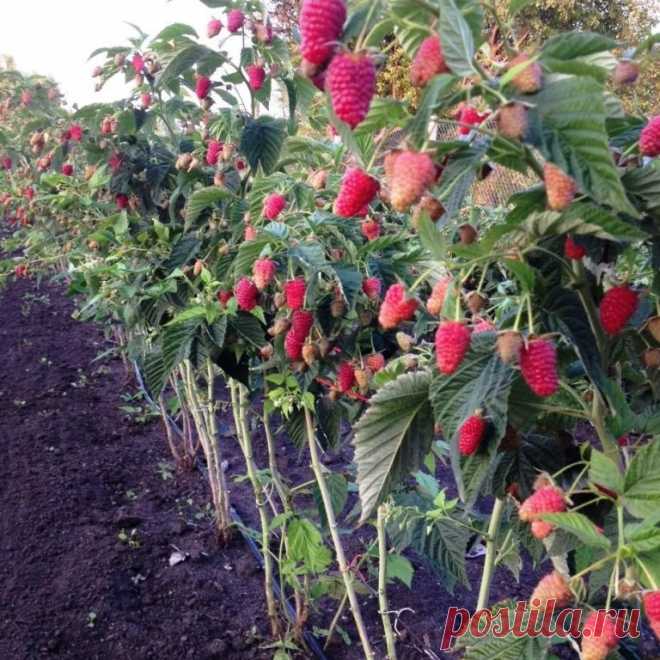 Почему у ремонтантной малины надо вырезать всю надземную часть В последнее время все чаще садоводы отдают предпочтение ремонтантным сортам малины. Эти сорта способны плодоносить все лето до самых заморозков. А если осенью срезать стебли с зелеными ягодами и поста…