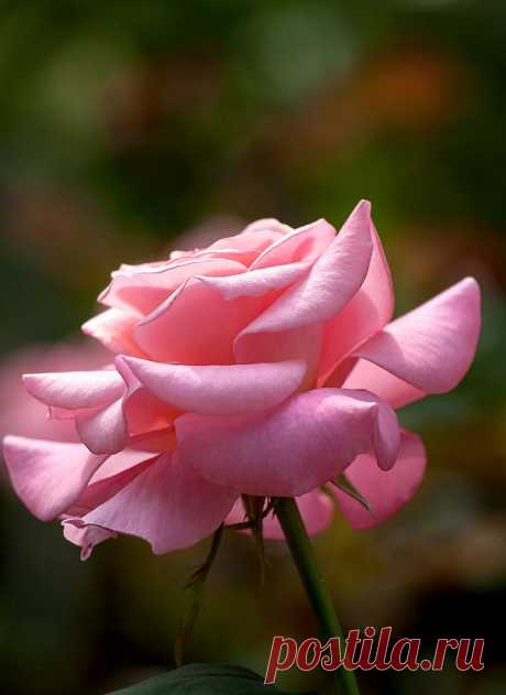 GALINA — «С Днем рождения Карина.» на Яндекс.Фотках