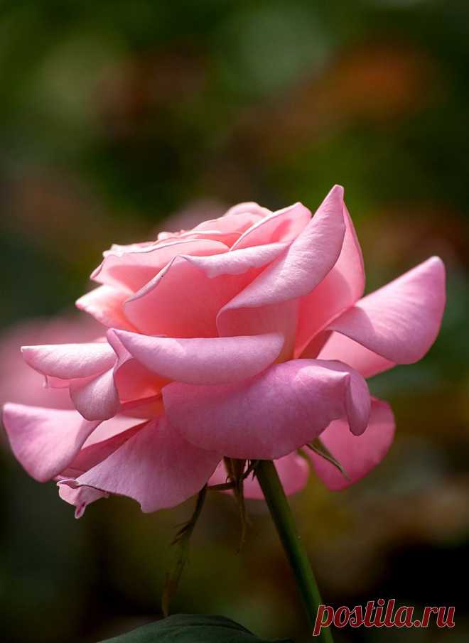 GALINA — «С Днем рождения Карина.» на Яндекс.Фотках