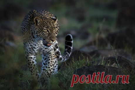 Leopard sunset glow www.andyharrisphotography.com/