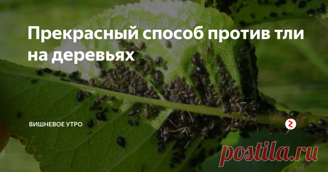 Прекрасный способ против тли на деревьях Этот способ мне рассказал дедушка
Муравьи разносят тлю по растениям и особенно по деревьям, т.к. питаются молочком тли.
Соответственно надо бороться с этими 
