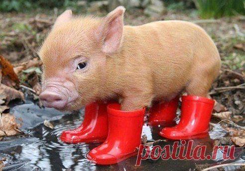 (45) Одноклассники