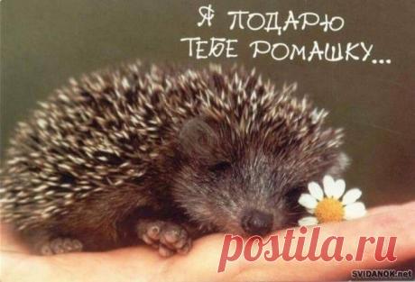 спокойной ночи любимый картинки с надписями: 31 тыс изображений найдено в Яндекс.Картинках