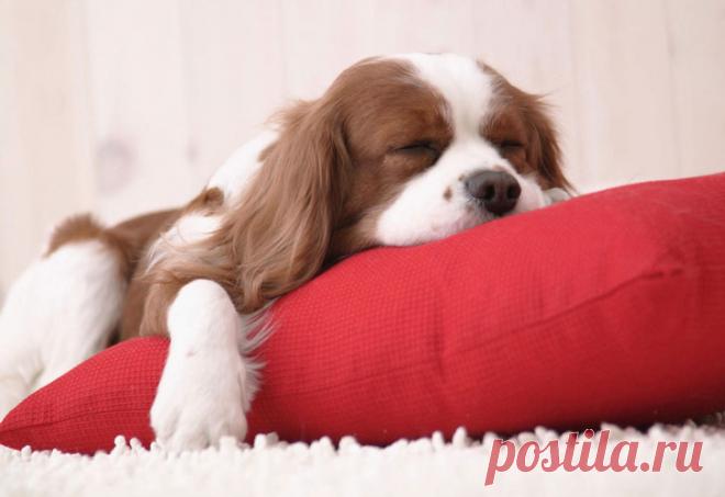 Как выбрать подушку для сна?