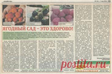 Ягодный сад - это здорово