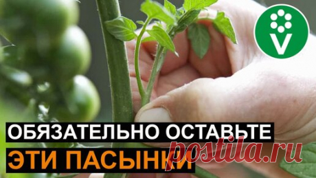 НИ в Коем Случае Не Удаляйте Пасынки, если увидите это! | Procvetok | Дзен