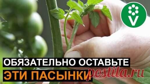 НИ в Коем Случае Не Удаляйте Пасынки, если увидите это! | Procvetok | Дзен