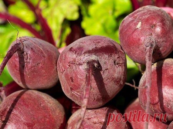 5 способов повысить урожайность свёклы на своих грядках | Дачные прелести Пульс Mail.ru Как без особых проблем добиться отменного урожая свёклы