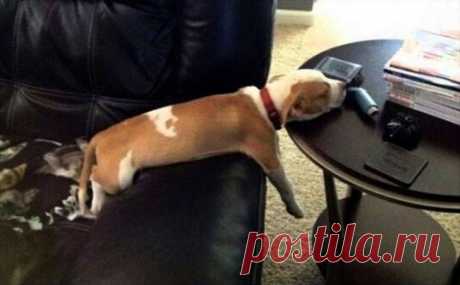 Спят усталые щеночки, в миске спят