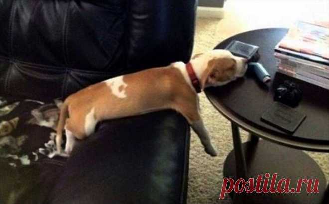 Спят усталые щеночки, в миске спят