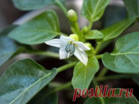 Почему опадают цветки у перца  и как с этим бороться ? У многих дачников при выращивании перца, не раз случалось опадание цветков и завязей. Почему опадают цветки у перца  и как с этим бороться далее..