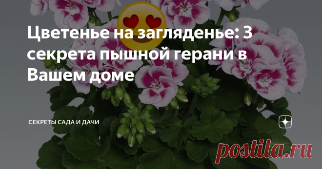 Цветенье на загляденье: 3 секрета пышной герани в Вашем доме Хотите полюбоваться яркими зонтиками? 3 совета помогут!