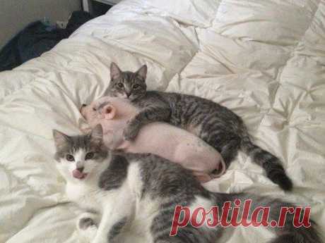 Кот (Котофул комьюнити): - nadegdacherepaschuk@gmail.com - Gmail