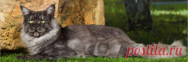 Питомник кошек породы мейн-кун Star of Siberia Продажа котят - Питомник кошек породы мейн-кун "Star of Siberia" Продажа котят