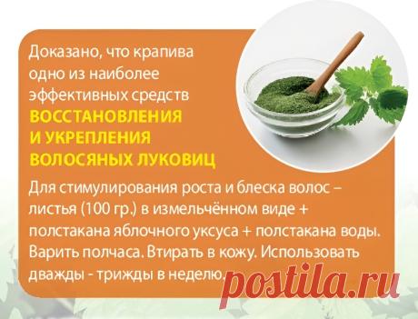 Крапива для восстановления и укрепления волосяных луковиц