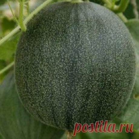 Семена огурдыни Мандурия